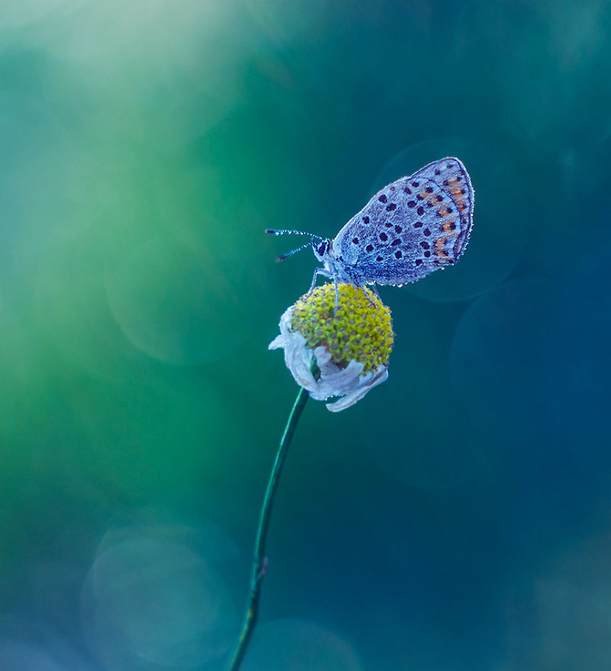 Fairy-tale World Of Butterflies