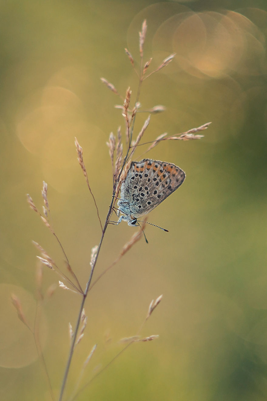 Fairy-tale World Of Butterflies