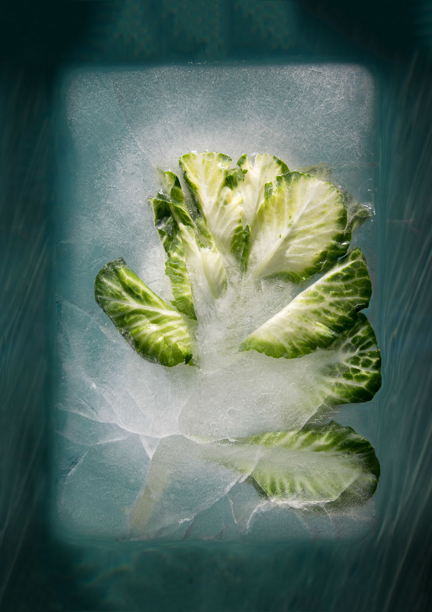 I Take Photos Of Frozen Flowers I Take Photos Of Frozen Flowers