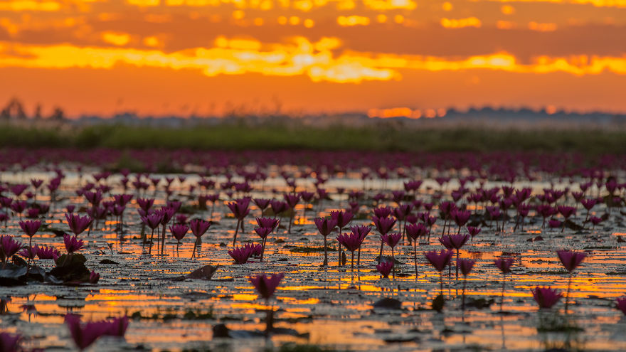 I Visited The Red Lotus Sea In Thailand I Visited The Red Lotus Sea In Thailand