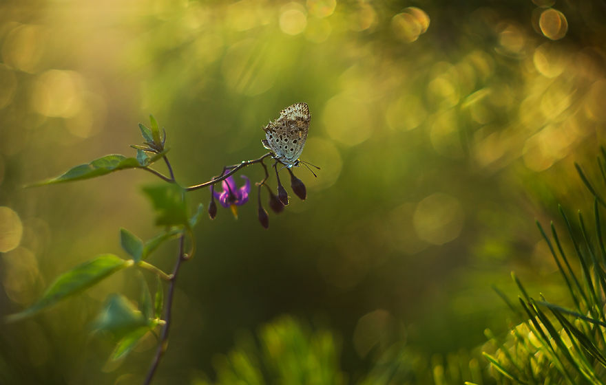 Fairy-tale World Of Butterflies