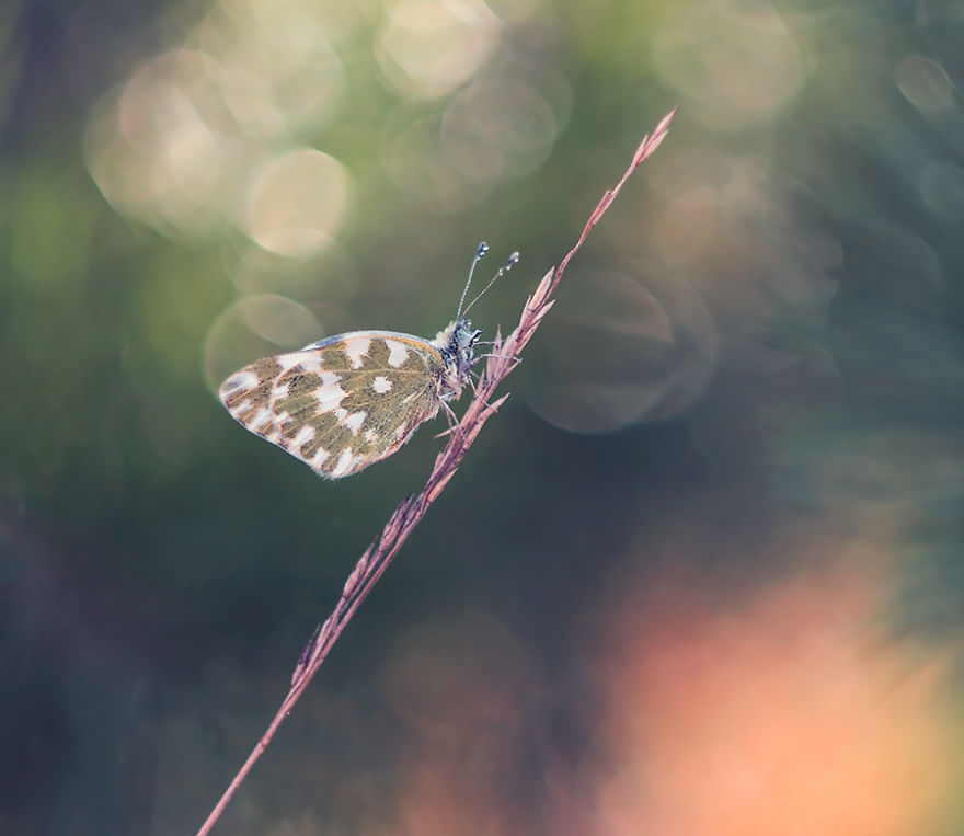 Fairy-tale World Of Butterflies