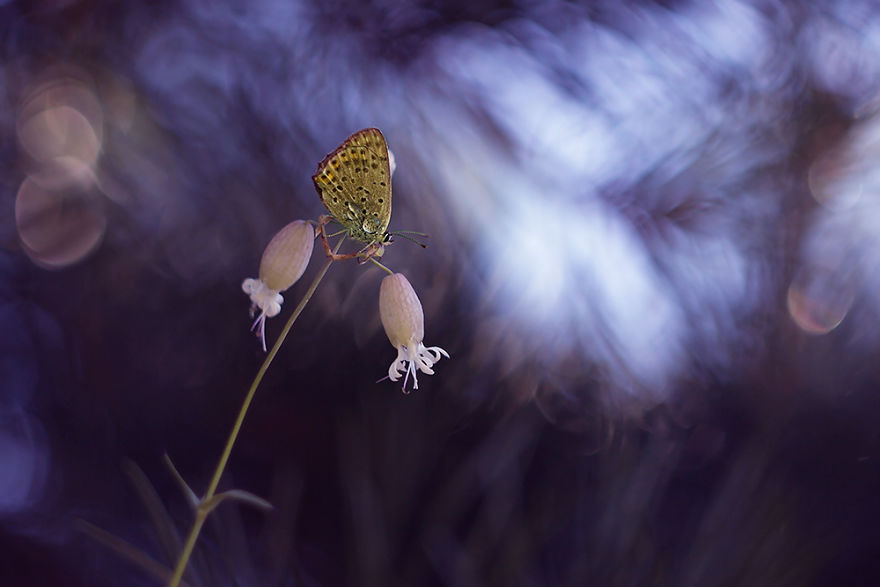 Fairy-tale World Of Butterflies