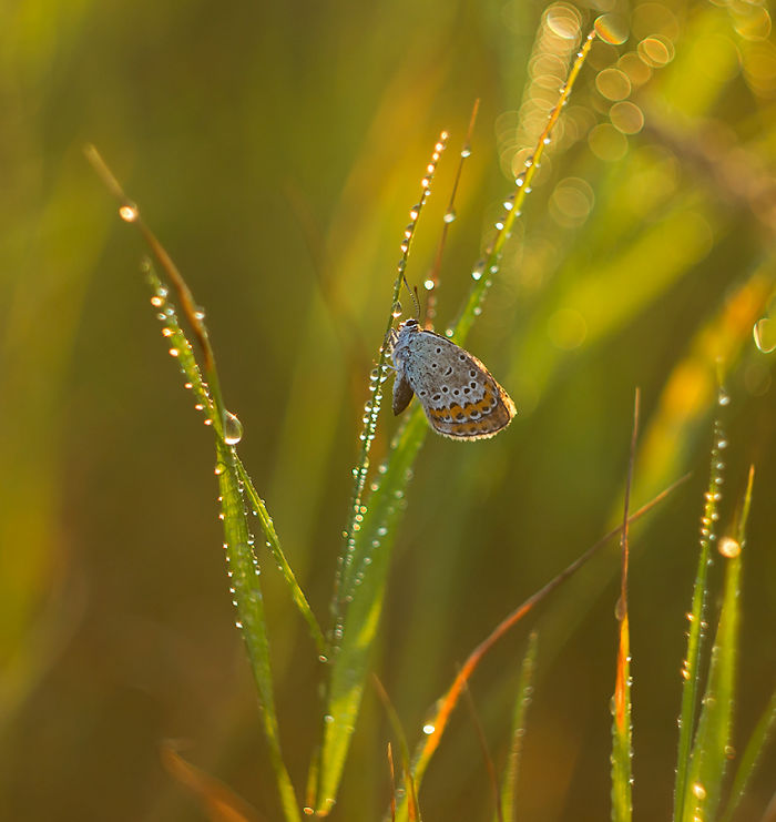 Fairy-tale World Of Butterflies
