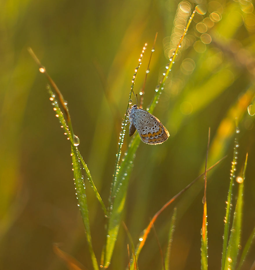 Fairy-tale World Of Butterflies