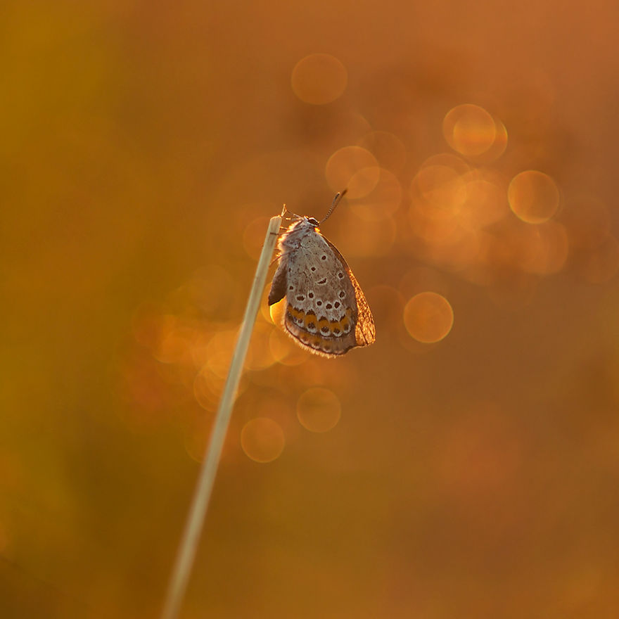 Fairy-tale World Of Butterflies