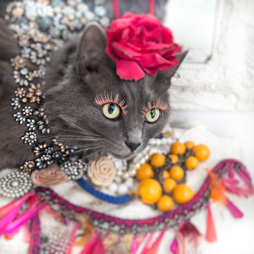 7 Fashionable Cats You Have To Follow On Instagram