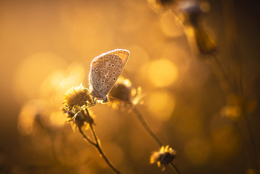 I Spend My Days Capturing The Raw Beauty Of Nature I Spend My Days Capturing The Raw Beauty Of Nature