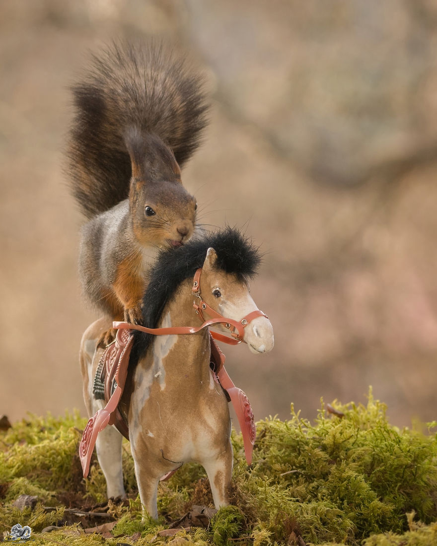 What If Squirrels Competed In The Olympic Games What If Squirrels Competed In The Olympic Games