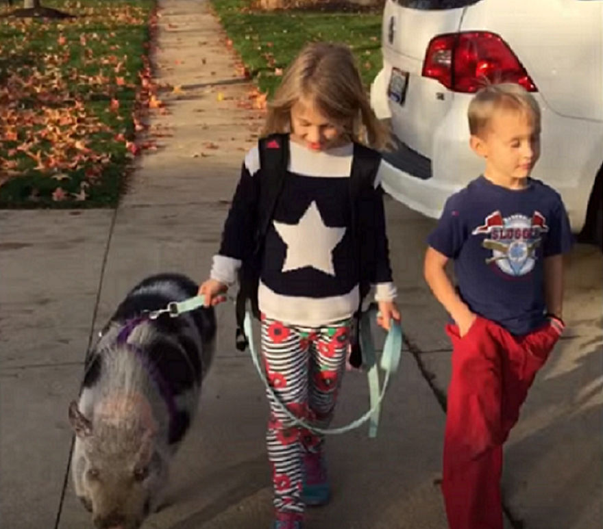 Koa The Pig Was Beaten So Badly And Barely Survived, This Is His Life Now