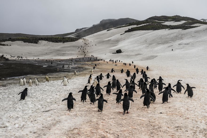 How Antarctic Penguins Adapt To Climate Change: Unhappy Feet