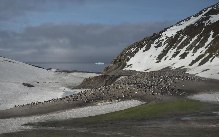 How Antarctic Penguins Adapt To Climate Change: Unhappy Feet