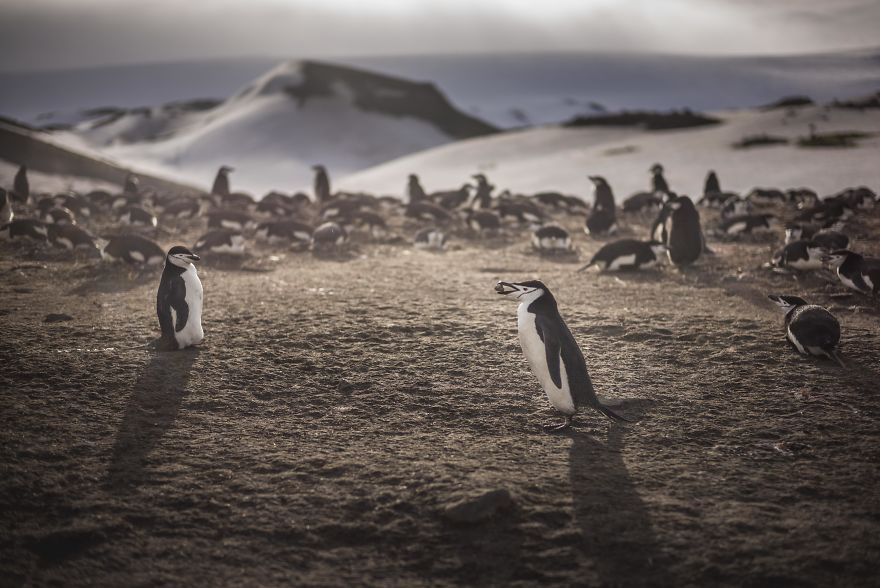 How Antarctic Penguins Adapt To Climate Change: Unhappy Feet How Antarctic Penguins Adapt To Climate Change: Unhappy Feet
