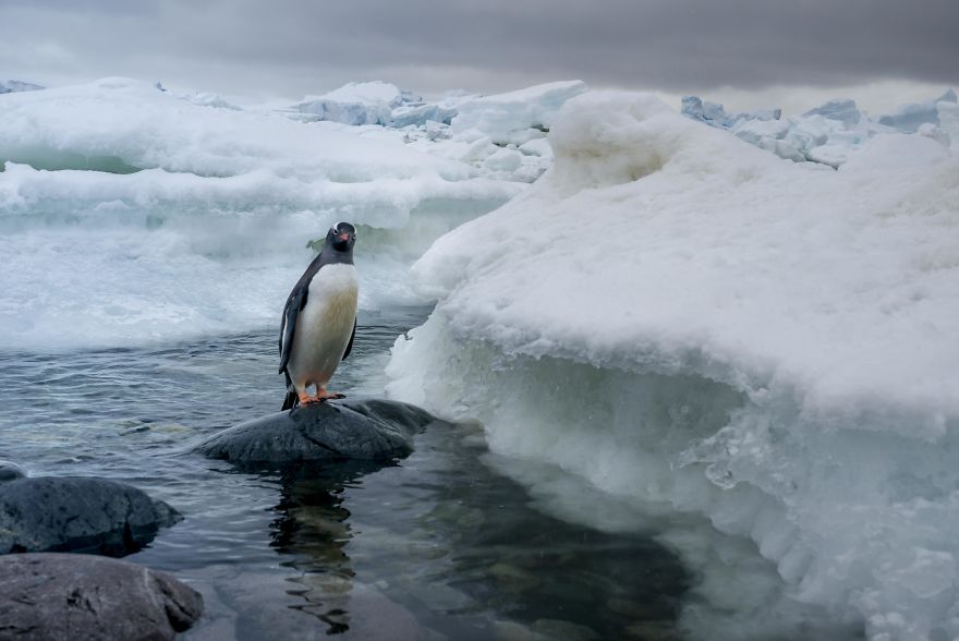 How Antarctic Penguins Adapt To Climate Change: Unhappy Feet