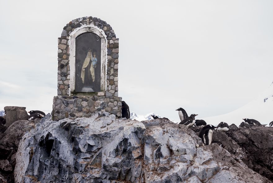 How Antarctic Penguins Adapt To Climate Change: Unhappy Feet