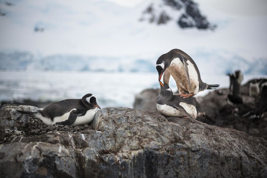 How Antarctic Penguins Adapt To Climate Change: Unhappy Feet How Antarctic Penguins Adapt To Climate Change: Unhappy Feet