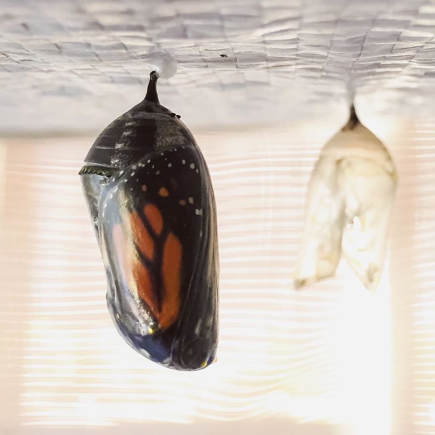 I Captured The Lifecycle Of A Monarch I Captured The Lifecycle Of A Monarch