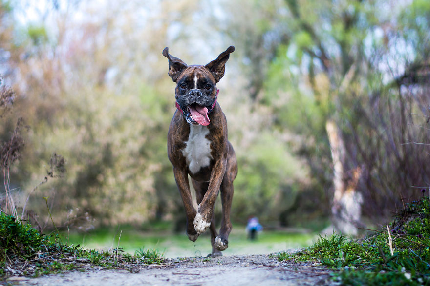 My Boxer Strawberry Has The Funniest Expressions