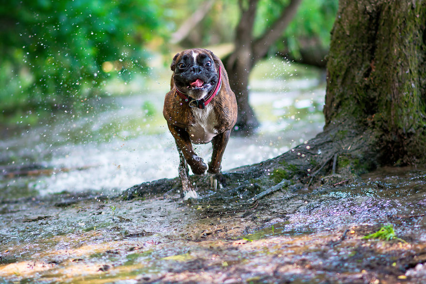 My Boxer Strawberry Has The Funniest Expressions