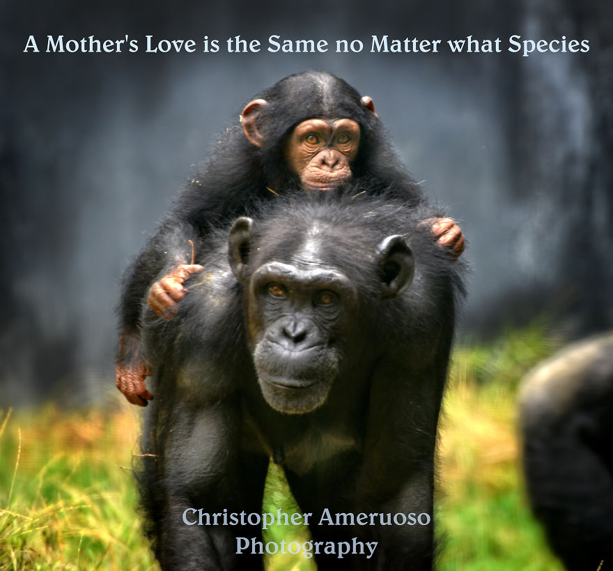 I Saw This Pure Love