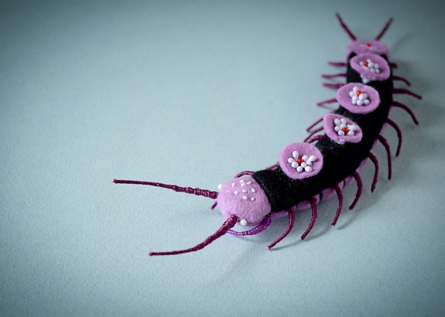 My Flora Insecta Series For Flora At Land Exhibition