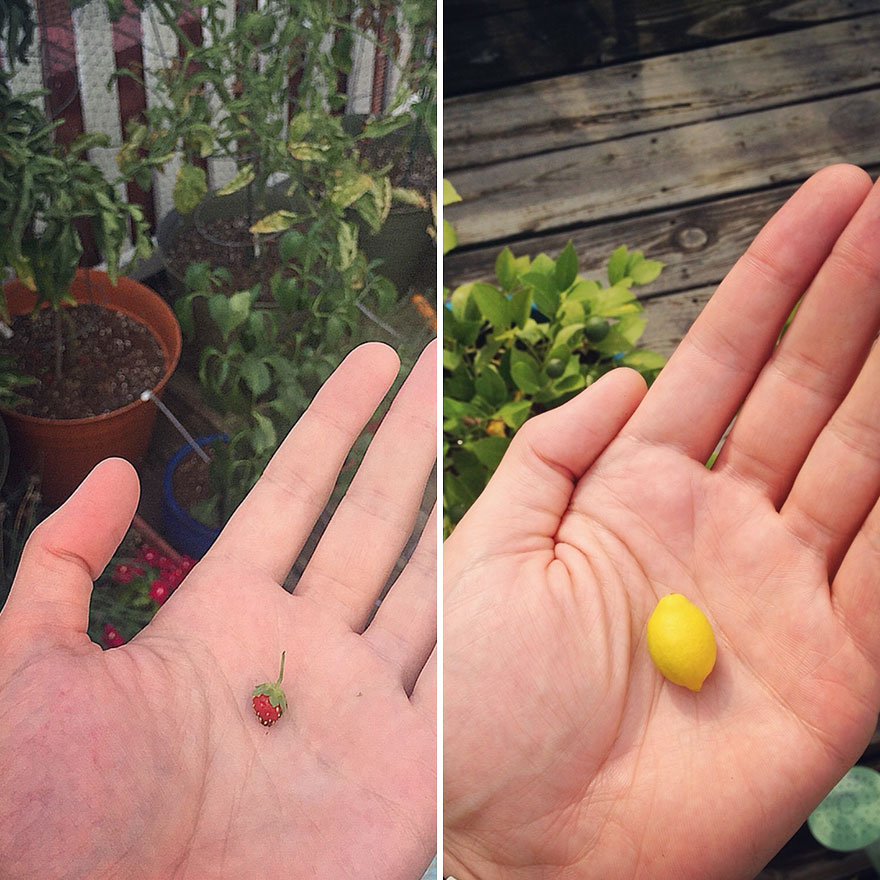 Not Trying To Brag, But I've Got Strawberries Growing As Big As Lemons Over Here Not Trying To Brag, But I've Got Strawberries Growing As Big As Lemons Over Here