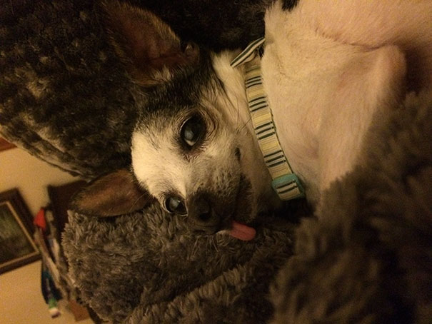 Adopted A Senior Pup Who Suffered A Considerable Amount Of Abuse Prior To Rescue. Bringing Him Home Has Been A Bittersweet Challenge, Cause He's Extremely Timid And Doesn't Understand The Concept Of Positive Reinforcement