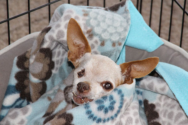 Fernando Is About 12 Years Old And He Comes With A Variety Of Physical Ailments, But We Can Make Sure He Is Happy And Comfortable For The Rest Of His Life