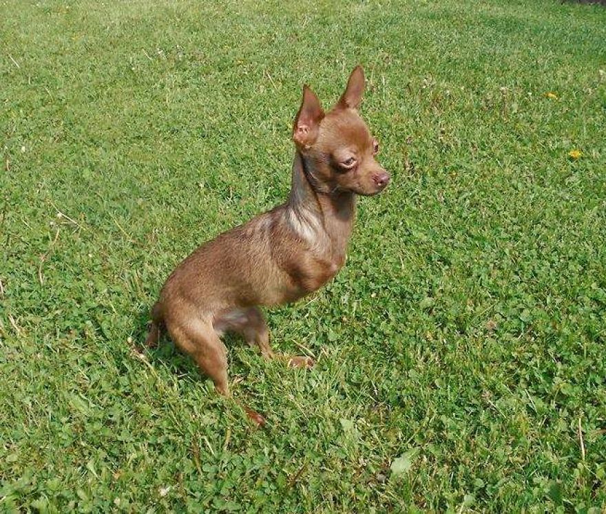 My Name Is Pee-Wee And I'm A 2-Legged Chihuahua My Name Is Pee-Wee And I'm A 2-Legged Chihuahua