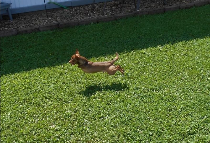 My Name Is Pee-Wee And I'm A 2-Legged Chihuahua My Name Is Pee-Wee And I'm A 2-Legged Chihuahua