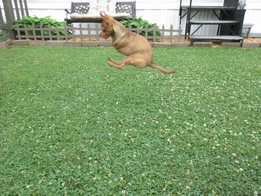 My Name Is Pee-Wee And I'm A 2-Legged Chihuahua My Name Is Pee-Wee And I'm A 2-Legged Chihuahua