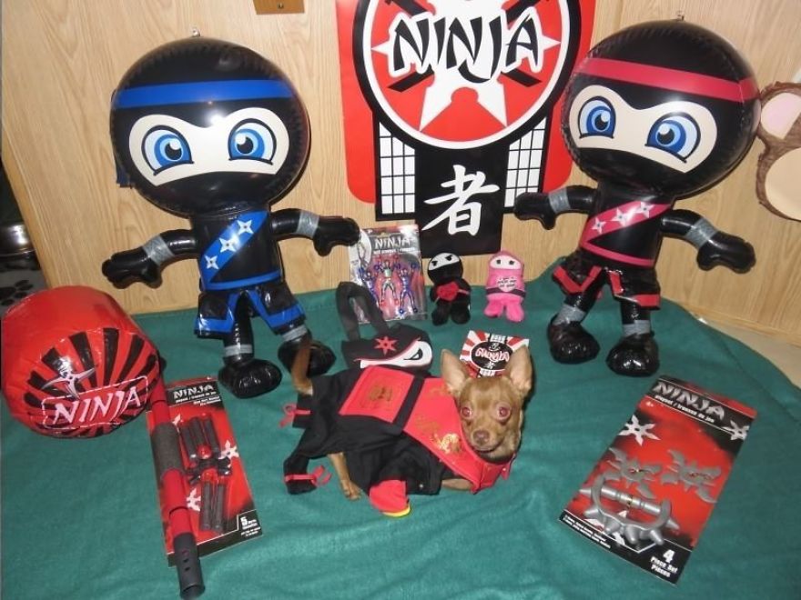 My Name Is Pee-Wee And I'm A 2-Legged Chihuahua My Name Is Pee-Wee And I'm A 2-Legged Chihuahua