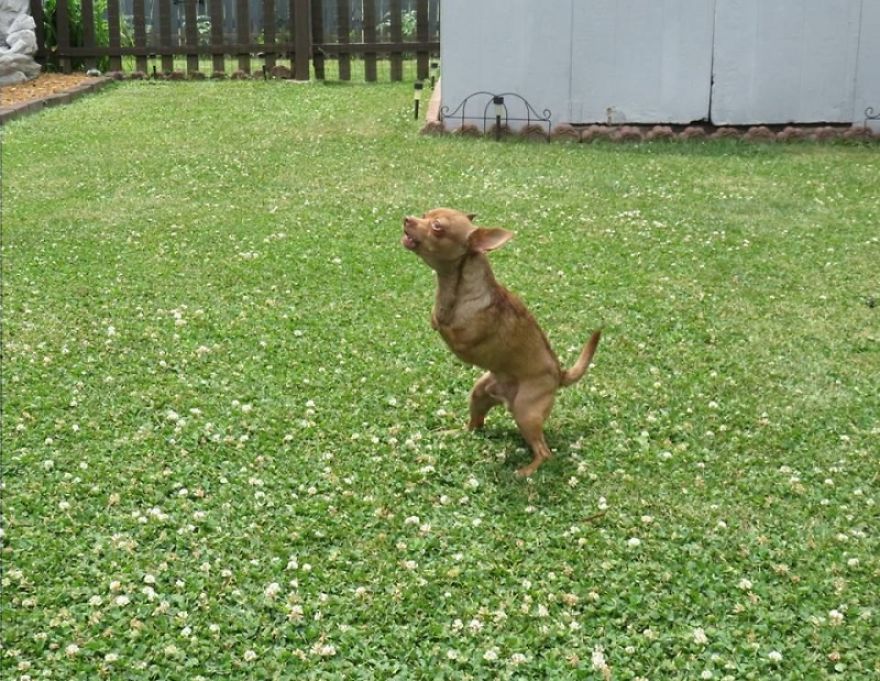 My Name Is Pee-Wee And I'm A 2-Legged Chihuahua