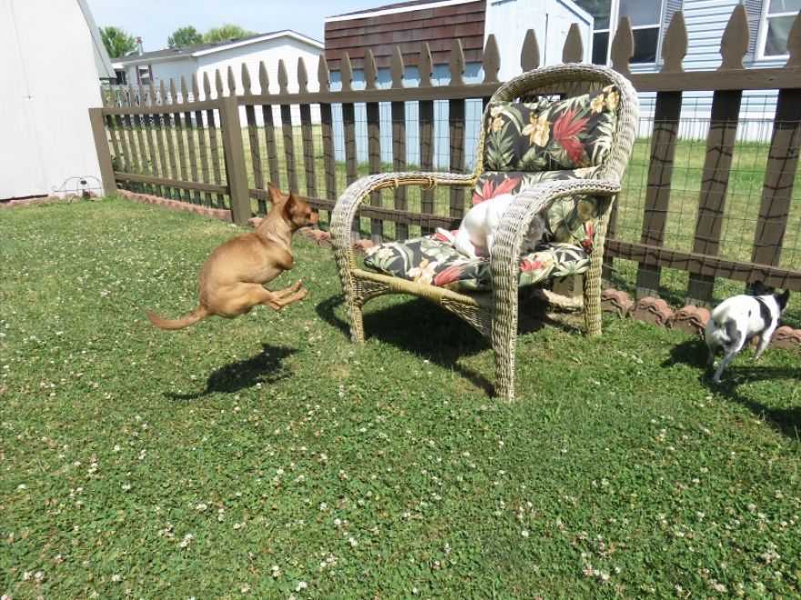 My Name Is Pee-Wee And I'm A 2-Legged Chihuahua