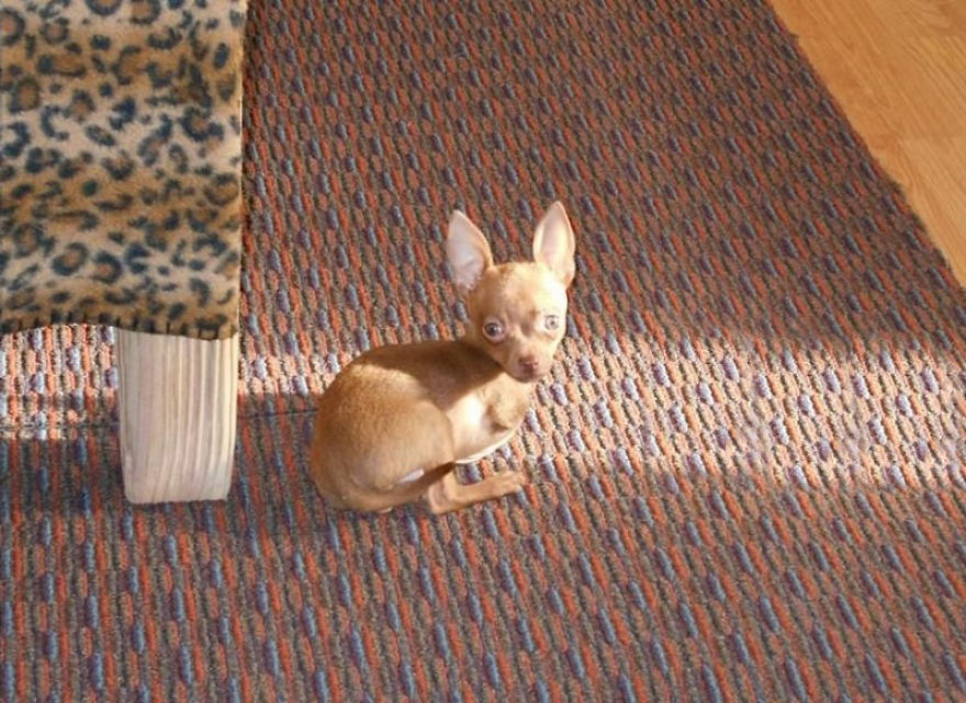 My Name Is Pee-Wee And I'm A 2-Legged Chihuahua My Name Is Pee-Wee And I'm A 2-Legged Chihuahua