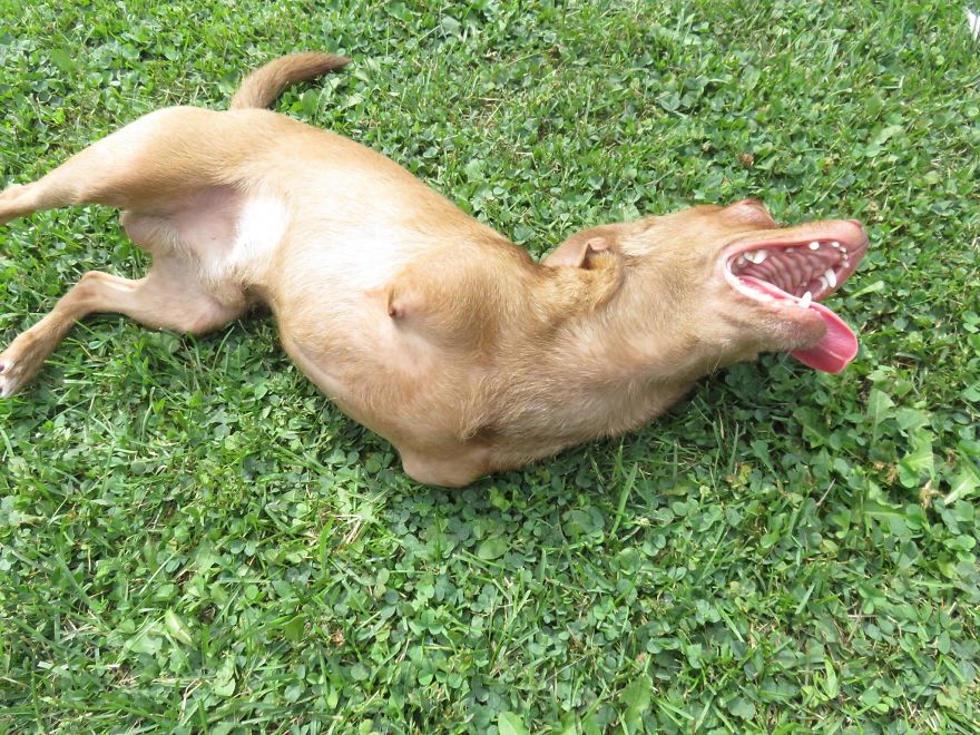 My Name Is Pee-Wee And I'm A 2-Legged Chihuahua