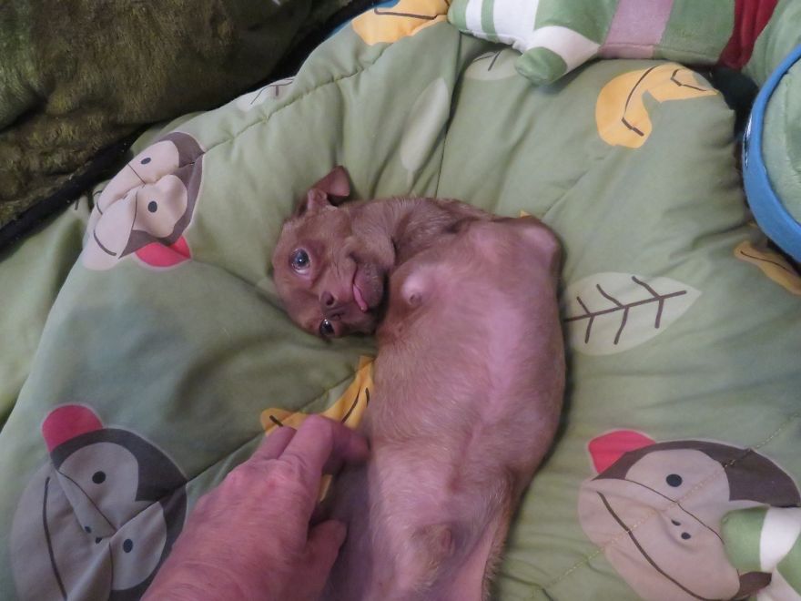 My Name Is Pee-Wee And I'm A 2-Legged Chihuahua