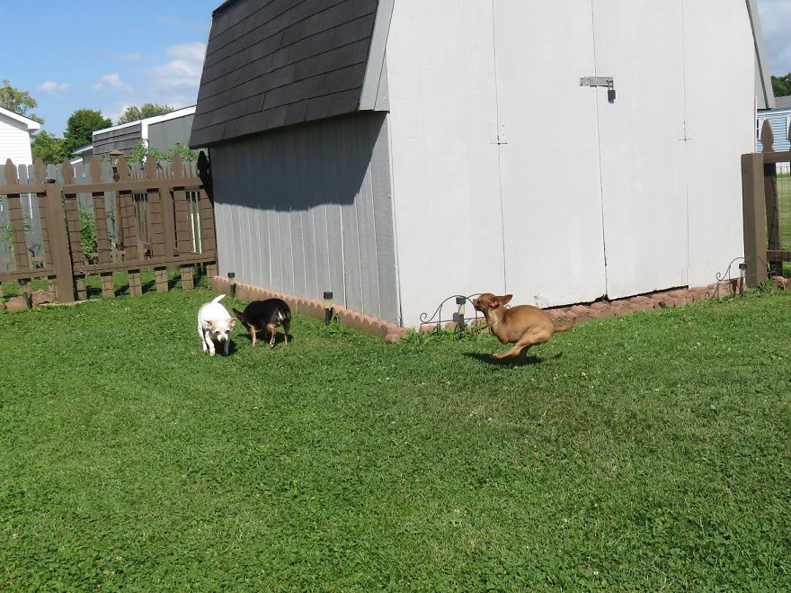 My Name Is Pee-Wee And I'm A 2-Legged Chihuahua My Name Is Pee-Wee And I'm A 2-Legged Chihuahua