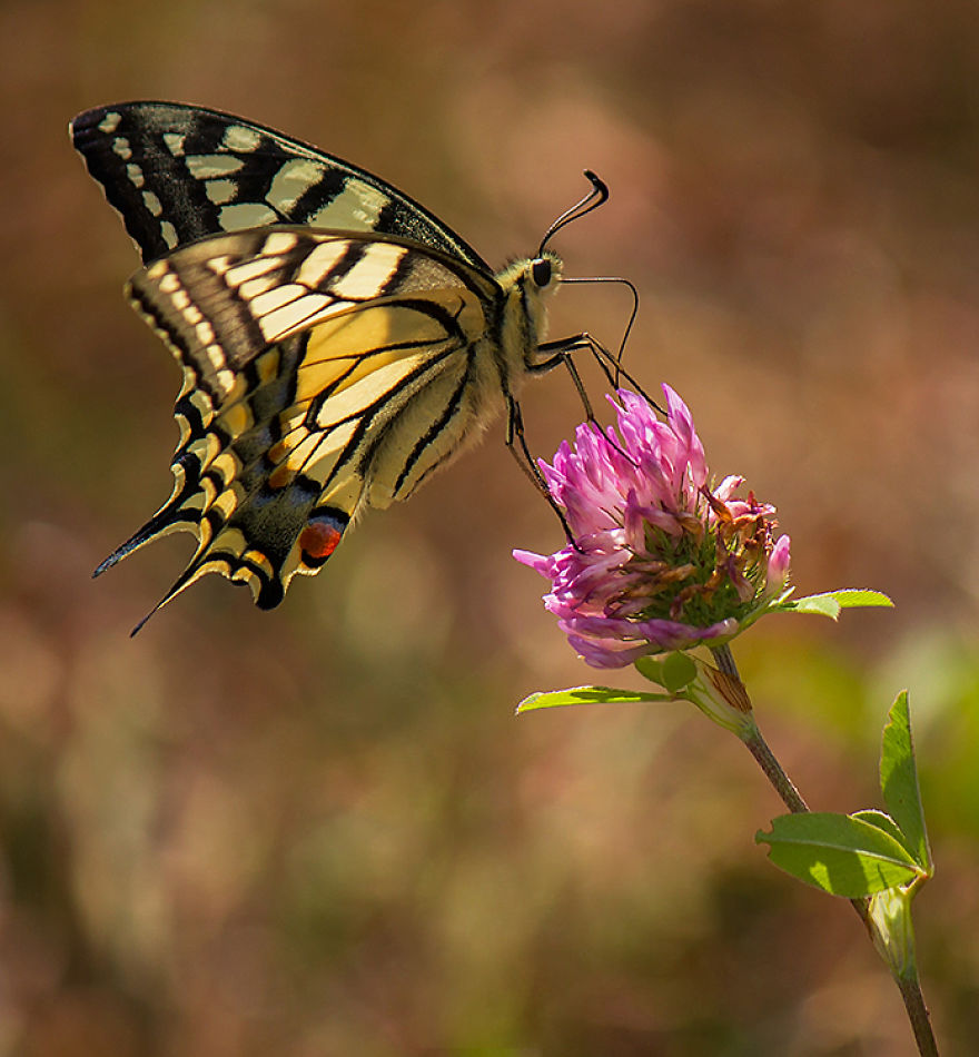 I Photograph Butterflies Of Poland