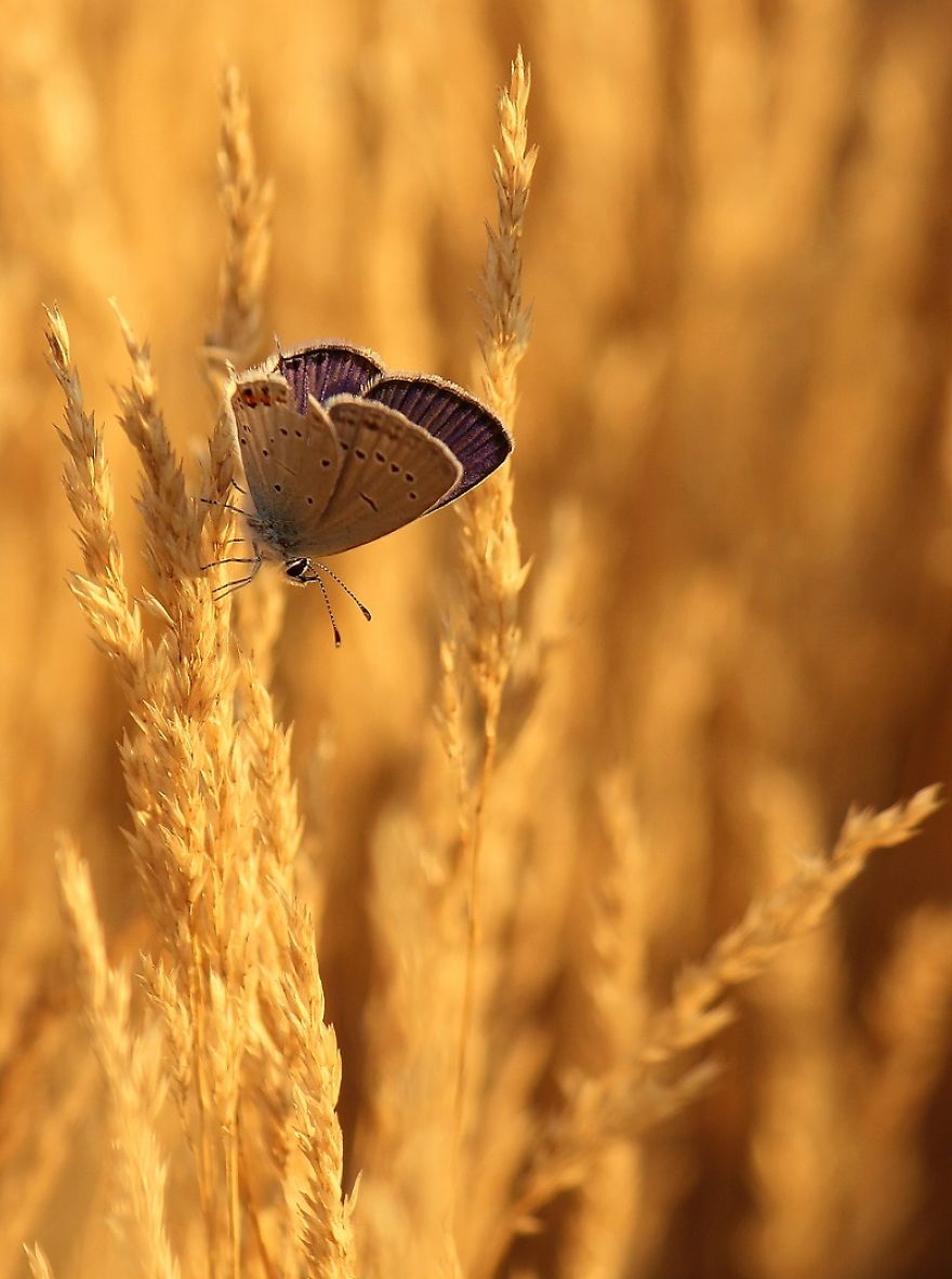 I Photograph Butterflies Of Poland I Photograph Butterflies Of Poland