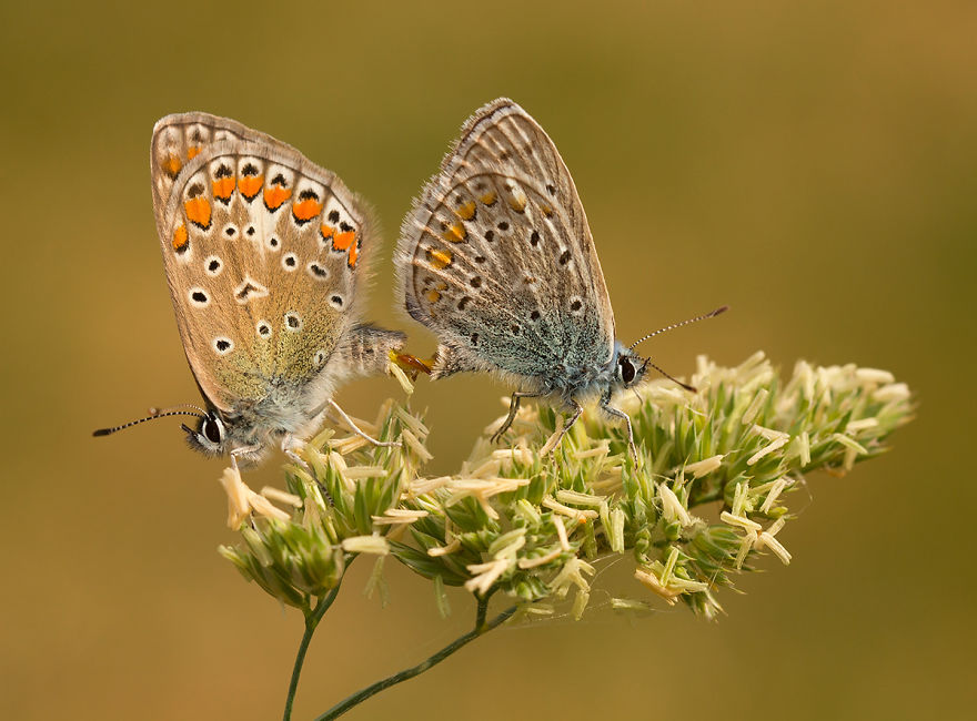 I Photograph Butterflies Of Poland I Photograph Butterflies Of Poland