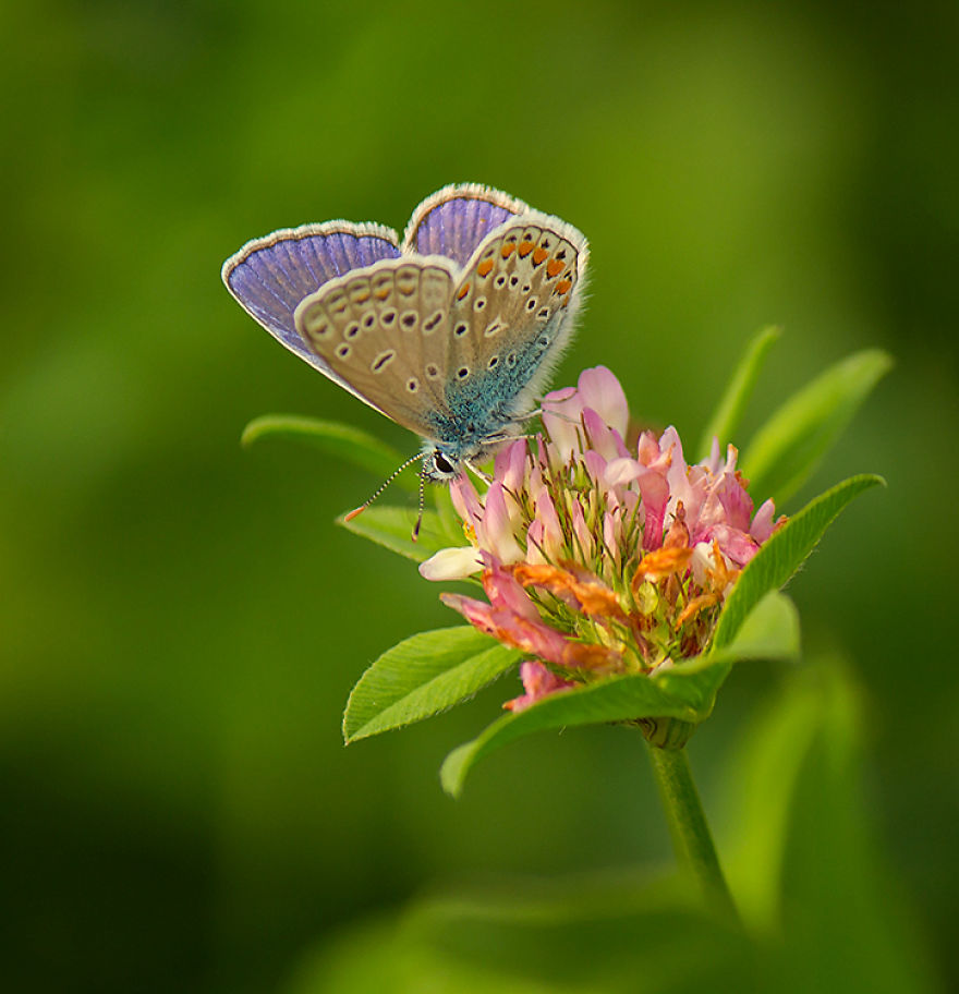 I Photograph Butterflies Of Poland