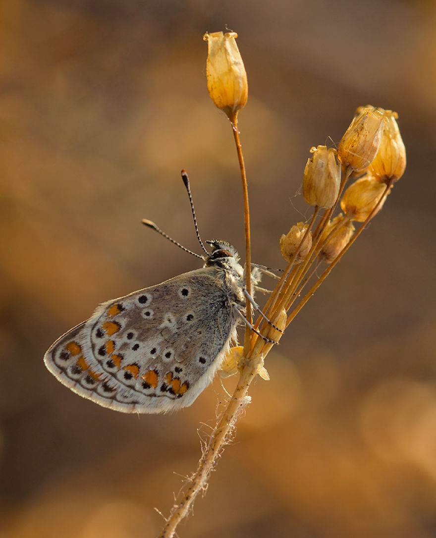 I Photograph Butterflies Of Poland