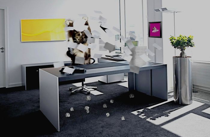 Meanwhile At Whiskas