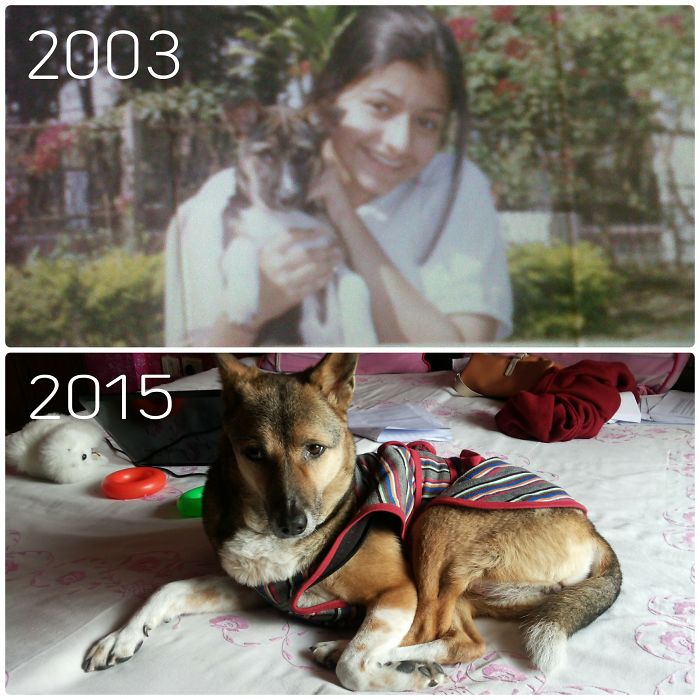 Lived A Beautiful Life Of An Adopted Dog. Adopt Don't Buy