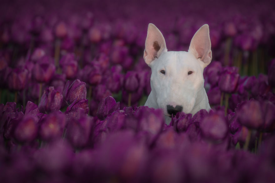 Meet Claire, My Bull Terrier Who Loves To Pose In Flower Fields