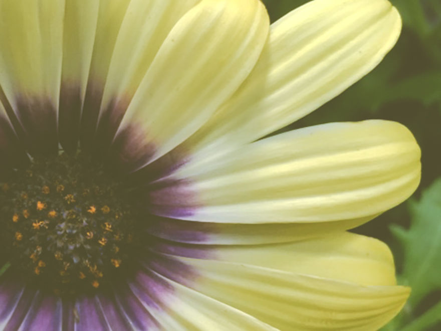 Real Artists, Real Stories: Mother, Photographer & Lupus Advocate Real Artists, Real Stories: Mother, Photographer & Lupus Advocate