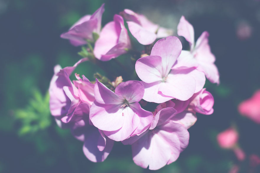 Real Artists, Real Stories: Mother, Photographer & Lupus Advocate Real Artists, Real Stories: Mother, Photographer & Lupus Advocate