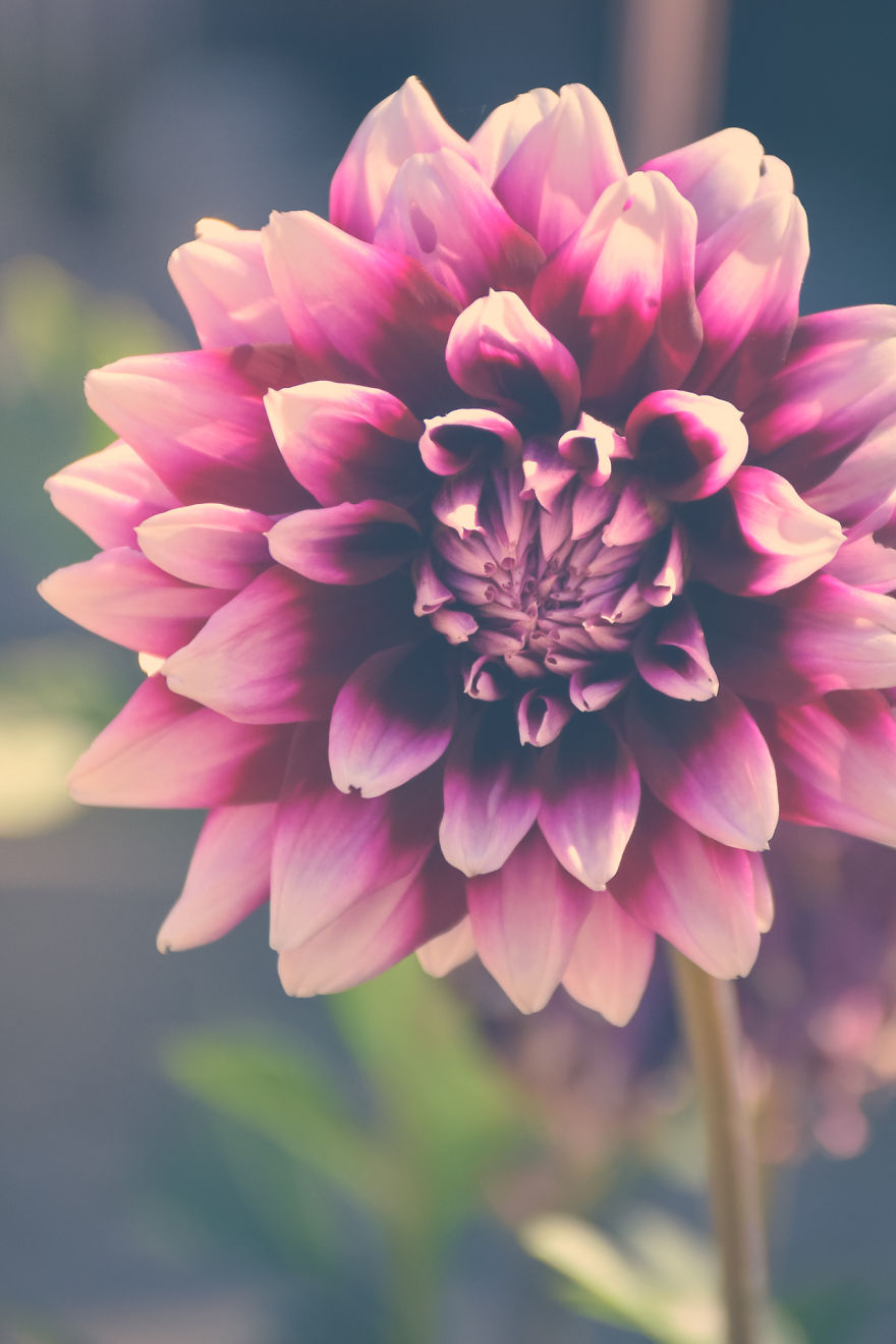 Real Artists, Real Stories: Mother, Photographer & Lupus Advocate Real Artists, Real Stories: Mother, Photographer & Lupus Advocate