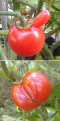 Sexy-organ-tomatos-57b305c694fc4.png